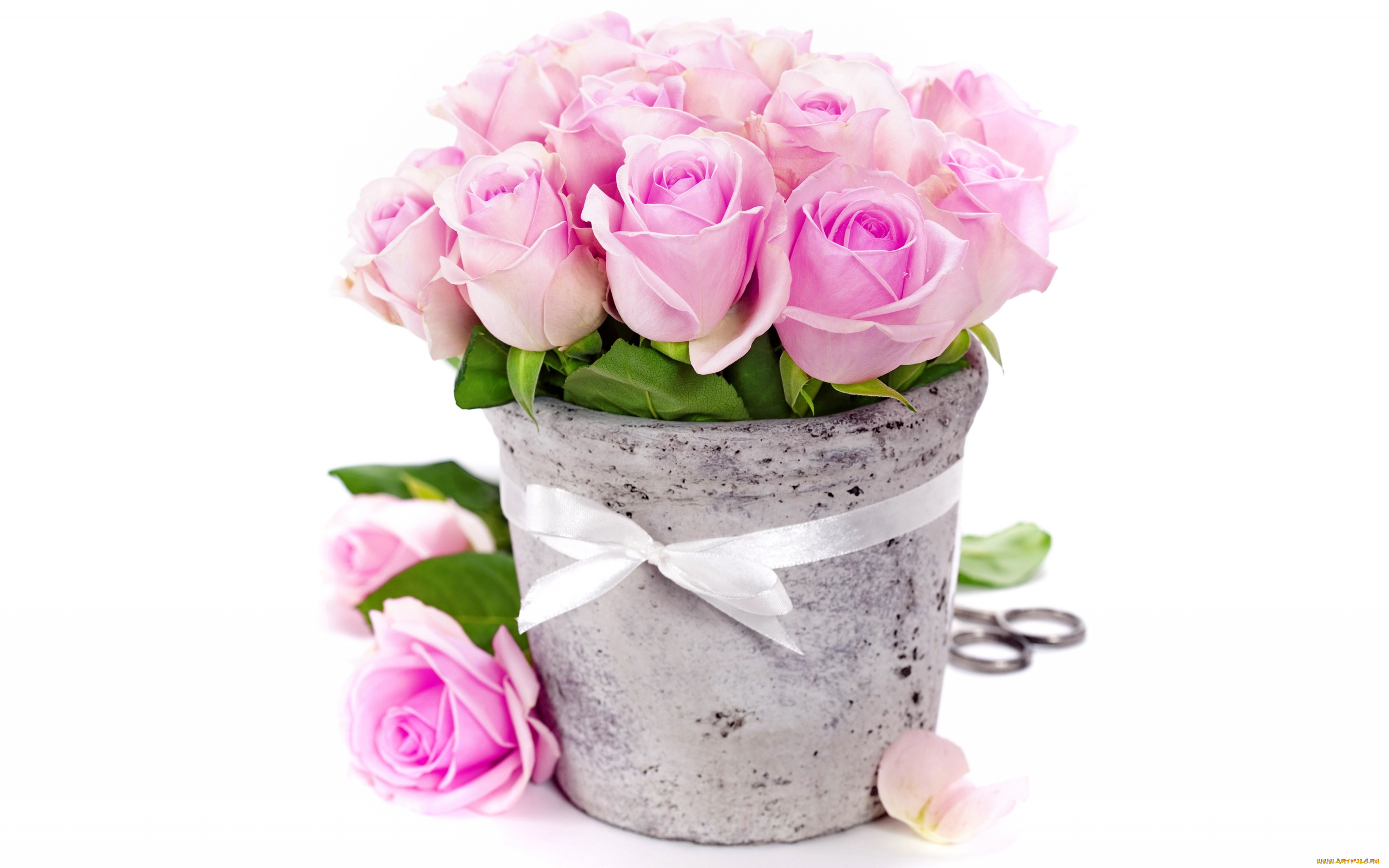 , , , , romantic, bouquet, ribbon, roses, pink